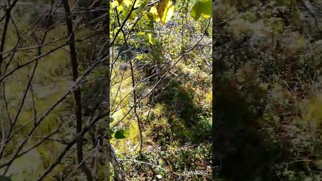 Сбор ягод в Карелии 2021. День 50. Брусника. смотреть онлайн