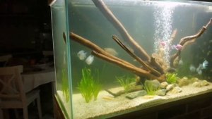 Оформление аквариума 300 литров