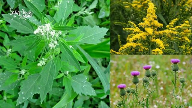 Как борщевик и другие сорняки уничтожить быстро и эффективно на дачном участке. смотреть онлайн