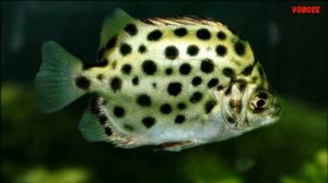 Аквариумная рыбка Скатофагус Зелёный Аргус Содержание в аквариуме разведение и совместимость