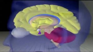 Dr Joe Dispenza  TED Talks