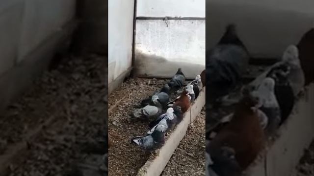 Свердловские высоколетные голуби ! 2022г   Екатеринбург.