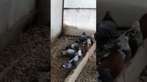 Свердловские высоколетные голуби ! 2022г   Екатеринбург.