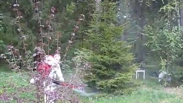 Обработка деревьев от короеда