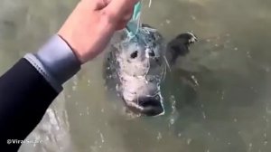 Люди помогают животным. Трогательные и удивительные кадры,