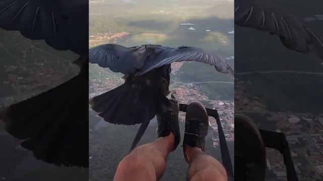 Невероятные моменты, когда орел отдыхает на дельтаплане в небе