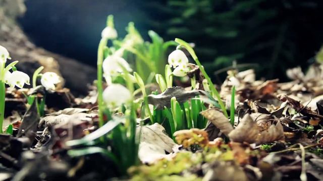 Ингвар Теос - Хоровод смотреть онлайн