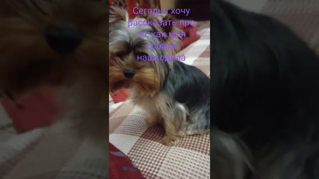 Собака съела игрушку? смотреть онлайн