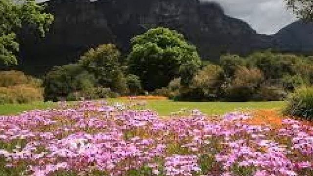 птицы - природа смотреть онлайн