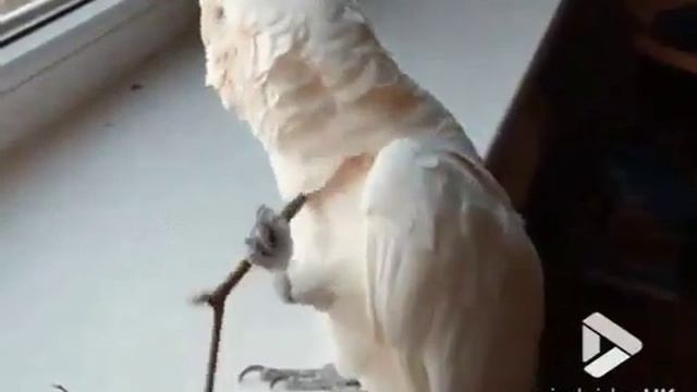 Человек стал разумным после того, как взял в руки палку смотреть онлайн