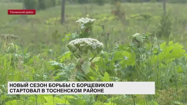 В Тосненском районе стартовал новый сезон борьбы с борщевиком