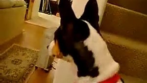 Басенджи воет (basenji barks)