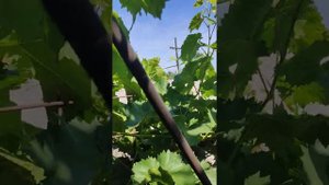 Результат прививки винограда. Урожай винограда на прививке.