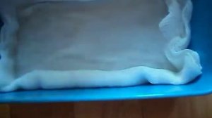 Дивная зелень   микрозелень  Подсолнечник в марле ч 1