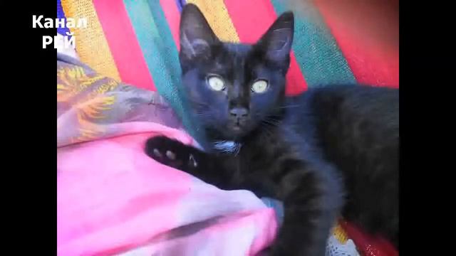 Вселенная и котята. 3-я история Черные котята, продолжение. смотреть онлайн