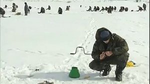 Ловля окуня , ловля на малька