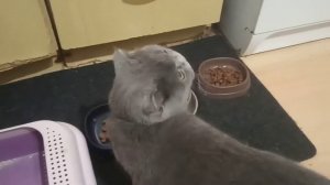 У кошки пропал аппетит.