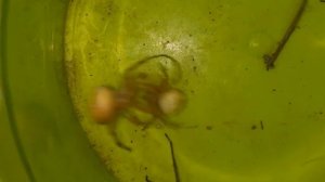 паук крестовик vs паук крестовик vs tegenaria domestica