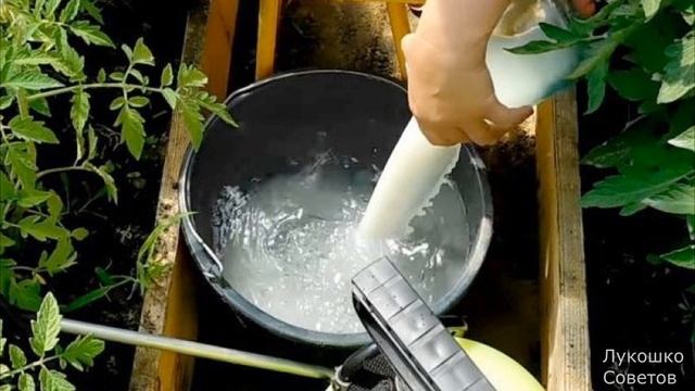 Огурцы в Открытом Грунте Лучшая Подкормка для Огурцов Как Увеличить Урожай Огурцов в Открытом Грунт