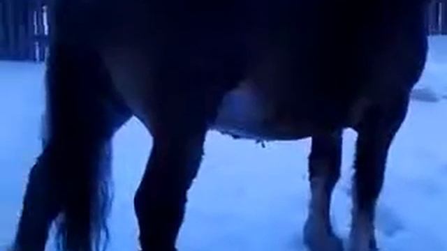 цыганские лошади на канале romadrab смотреть онлайн