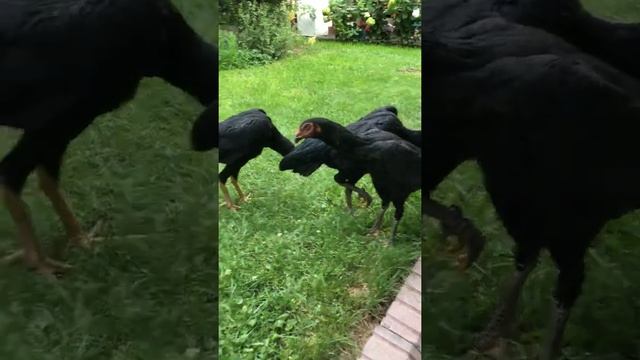 5-месячные курочки О Шамо смотреть онлайн