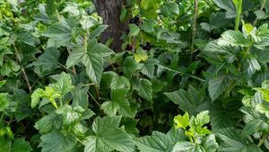 Смородина черная " Белорусская сладкая"!