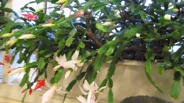 The Christmas Cacti have already bloomed смотреть онлайн