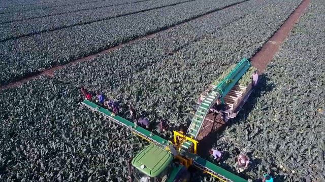 Выращивание и уборка Брокколи и Цветной капусты/Planting and Harvesting Broccoli смотреть онлайн