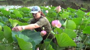 Лотосы, Приморский край. Lotuses. Nelúmbo.