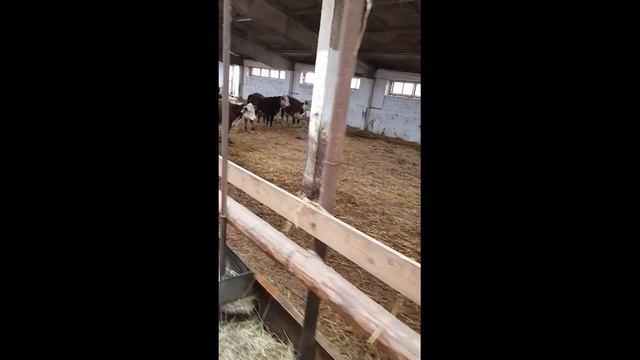 Оптовый поставщик мясных пород КРС компания КамАгро