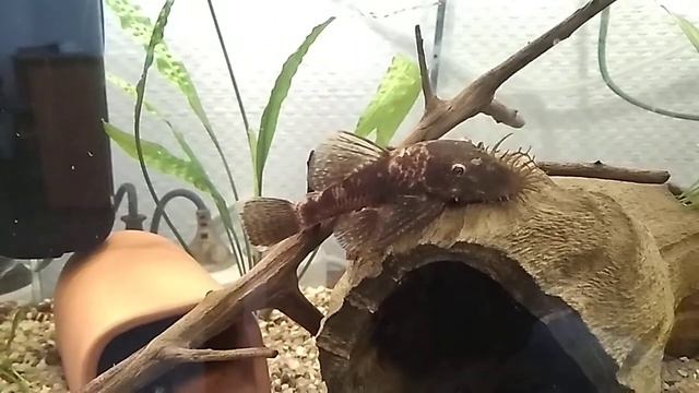 Ампулярии. Аквариумные растения. смотреть онлайн