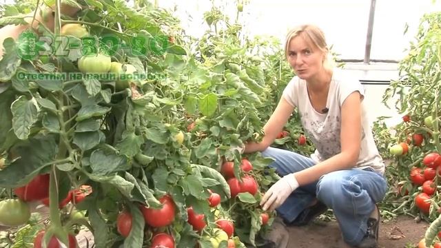 Томат Розовый рассвет смотреть онлайн