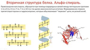 Биохимия. Лекция 2. Белки. Уровни организации белков. Функции белков.