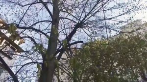 Мир природы в городе