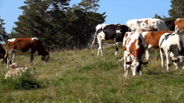 Расслабляющая музыка для крепкого сна и медитации "Альпы" смотреть онлайн