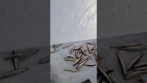 рыбалка в лагуне Буссе. Сахалин . Корюшка малоротка.
