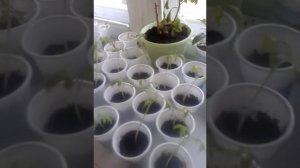 КАК ПРАВИЛО УХАЖИВАТЬ ЗА РАССАДОЙ ТОМАТОВ И ОГУРЦАМИ