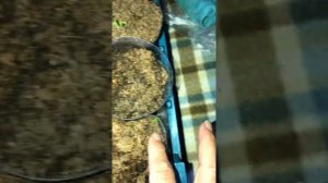 Размножения Малины корневой порослью , 7 февраля 2021 год .