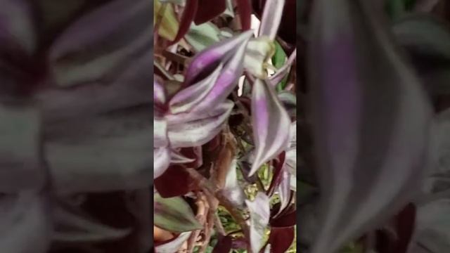 ZEBRINA PENDULA - INCH PLANT смотреть онлайн