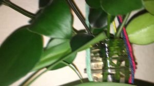 Macrame Propagation Hanger Growth Updates