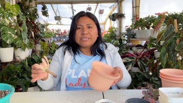 El secreto para plantar cualquier suculenta sin raíces y que sea un éxito смотреть онлайн