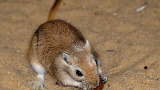 Песчанка большая смотреть онлайн