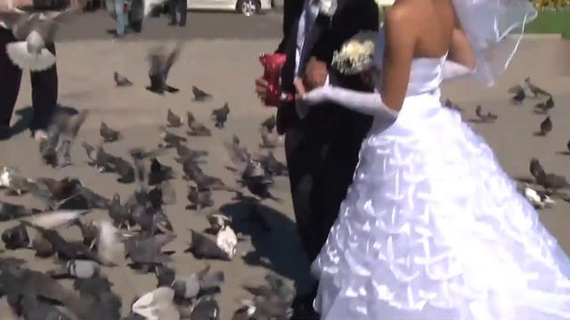 Кормление голубей на свадьбе смотреть онлайн