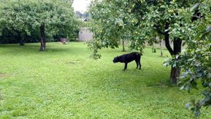 Кане Корсо. Все о породе. Как быстро растет итальянский мастиф CANE CORSO #канекорсо #canecorso