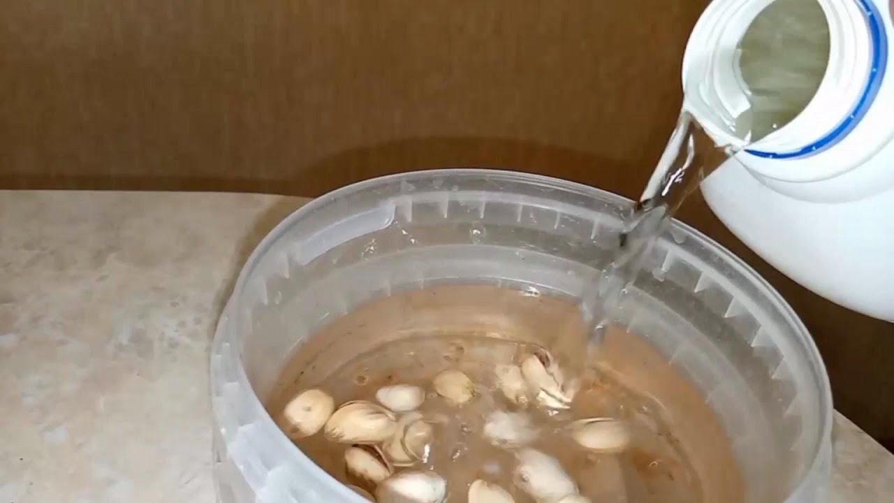 Замачивание семян иранской фисташки Акбари | Small Gardens