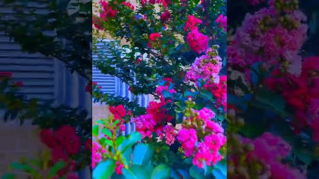 Вот какой красивый цветочный сад в Америке & Звуки диких животных смотреть онлайн