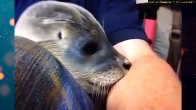 Он увидел странное СУЩЕСТВО, которое  окружило стадо коров! Приблизившись к скоплению животных смотреть онлайн