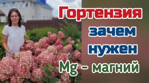 Метельчатая гортензия. Зачем нужен магний.