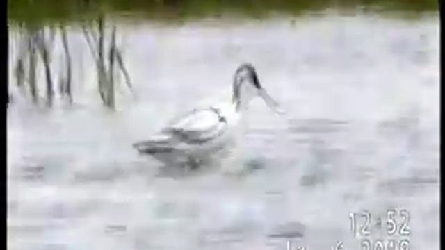 ШИЛОКЛЮВКИ РАЗЫГРАЛИСЬ НА ВОДОЁМЧИКЕ смотреть онлайн