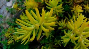 Растения для рокария . Альпийцы и не только . Обзор многолетников в мае